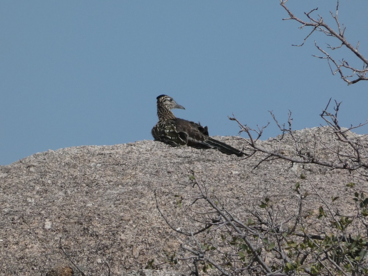 Greater Roadrunner - ML638385209
