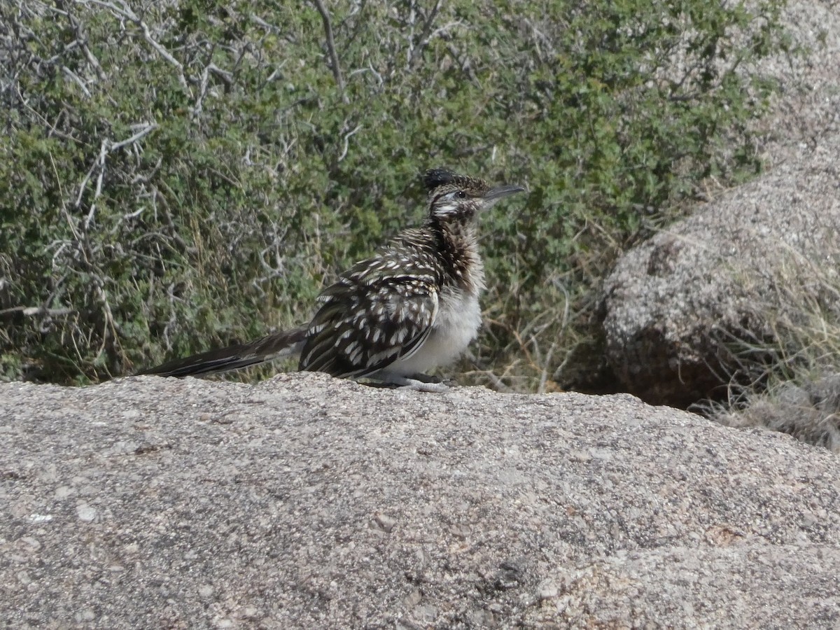 Greater Roadrunner - ML638385210