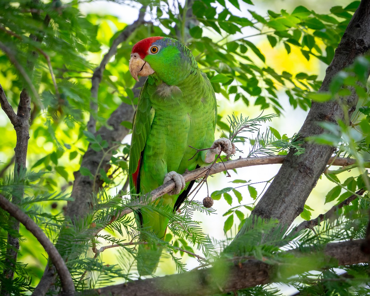 Red-crowned Amazon - ML638385212