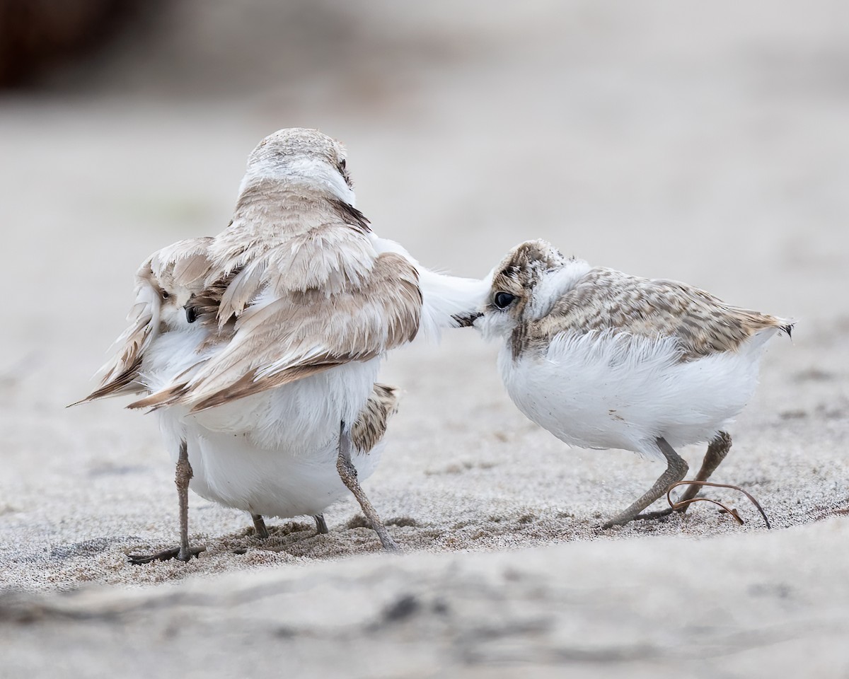Snowy Plover - ML638385214
