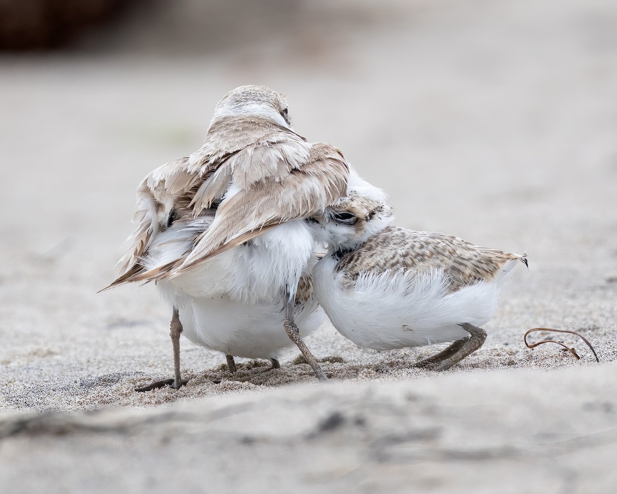 Snowy Plover - ML638385215
