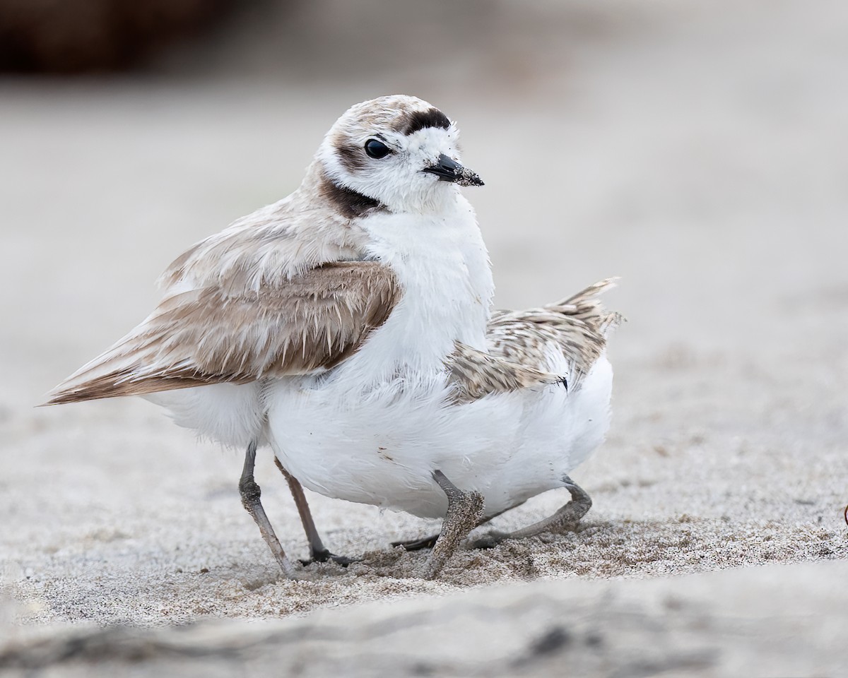 Snowy Plover - ML638385216