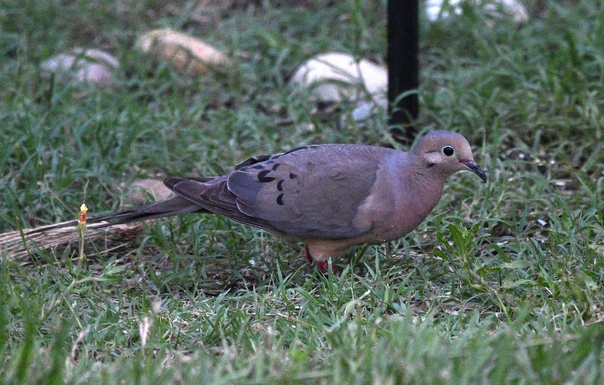 Mourning Dove - ML638385217