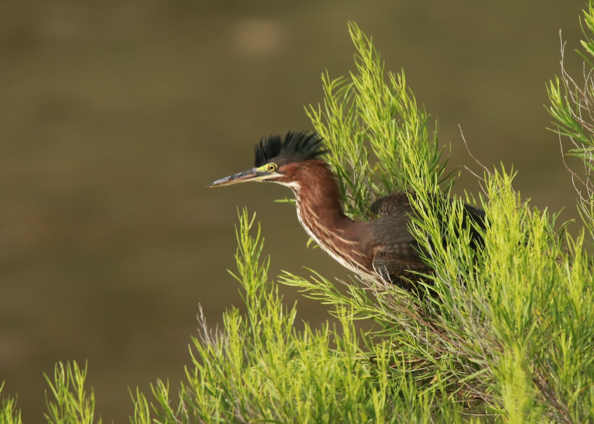 Green Heron - ML638385218