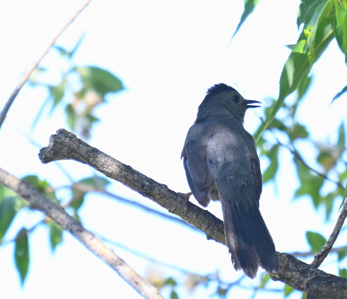 Gray Catbird - ML638385219