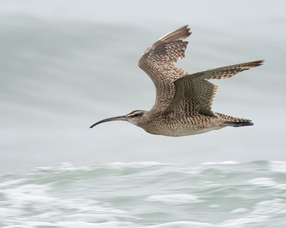 Whimbrel - ML638385220