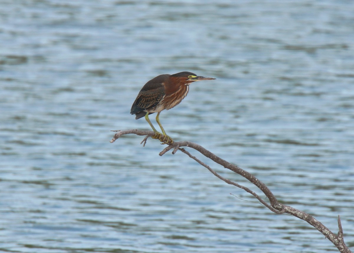 Green Heron - ML638385221