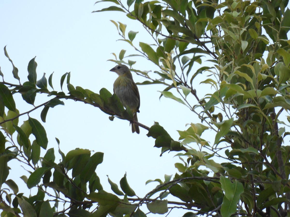 Saffron Finch - ML638385229
