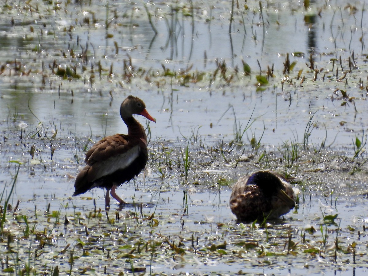 Black-bellied Whistling-Duck - ML638385231