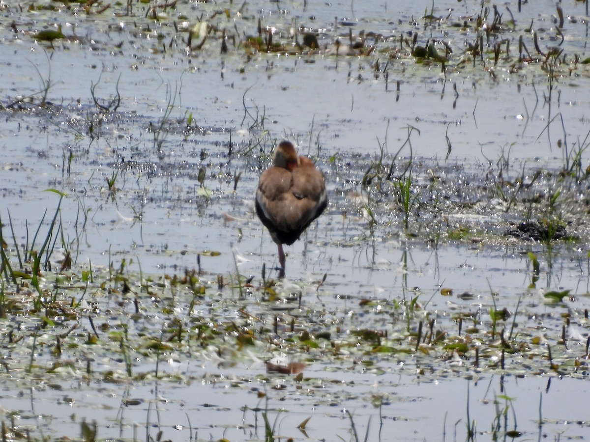 Black-bellied Whistling-Duck - ML638385232