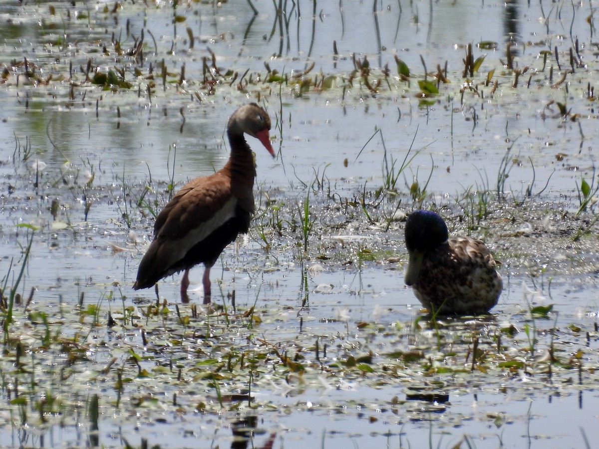 Black-bellied Whistling-Duck - ML638385233