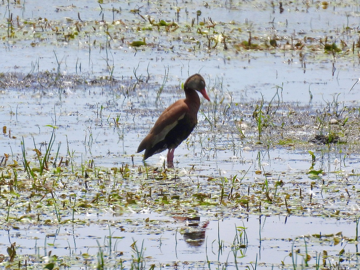 Black-bellied Whistling-Duck - ML638385234