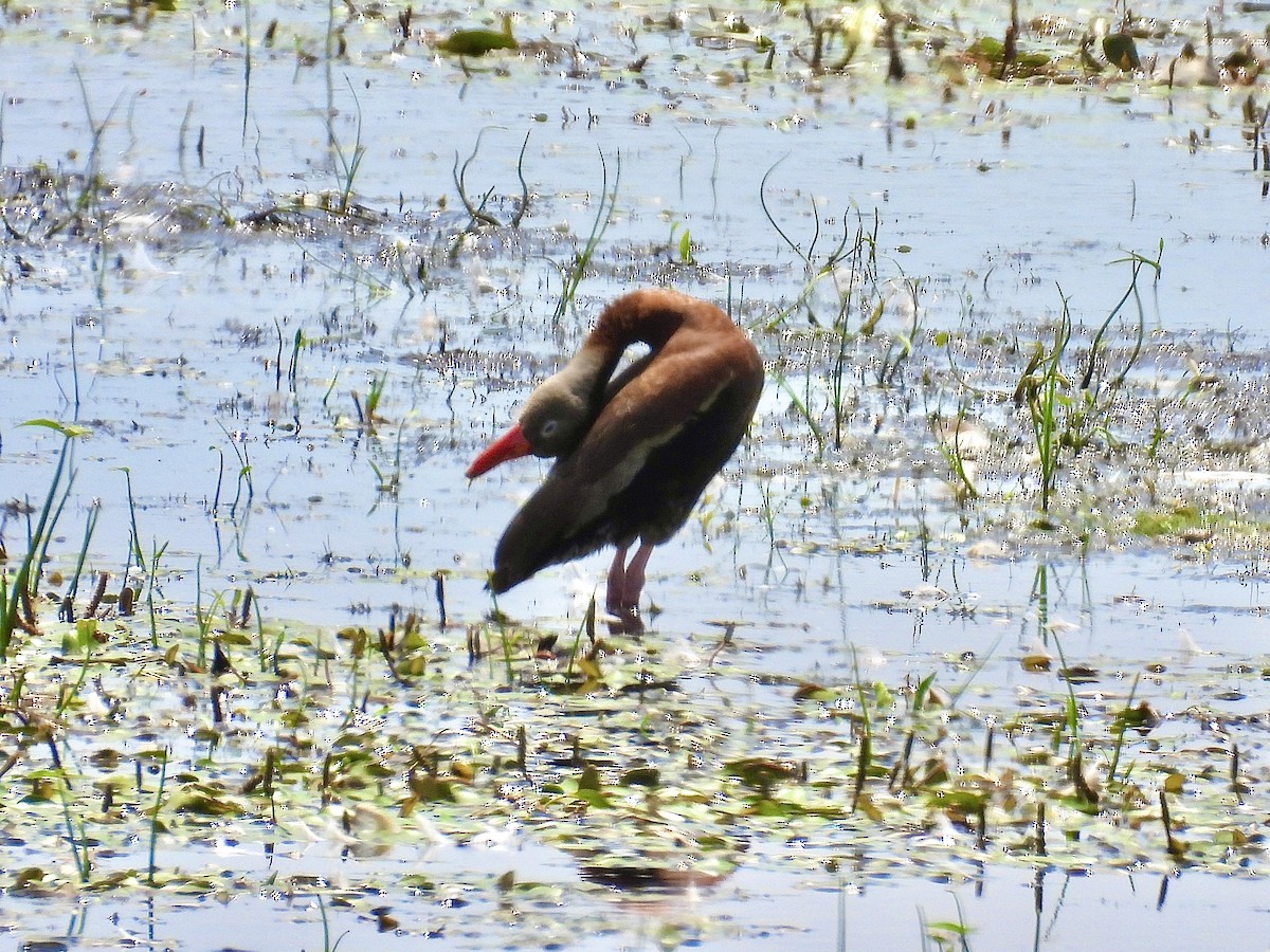 Black-bellied Whistling-Duck - ML638385235