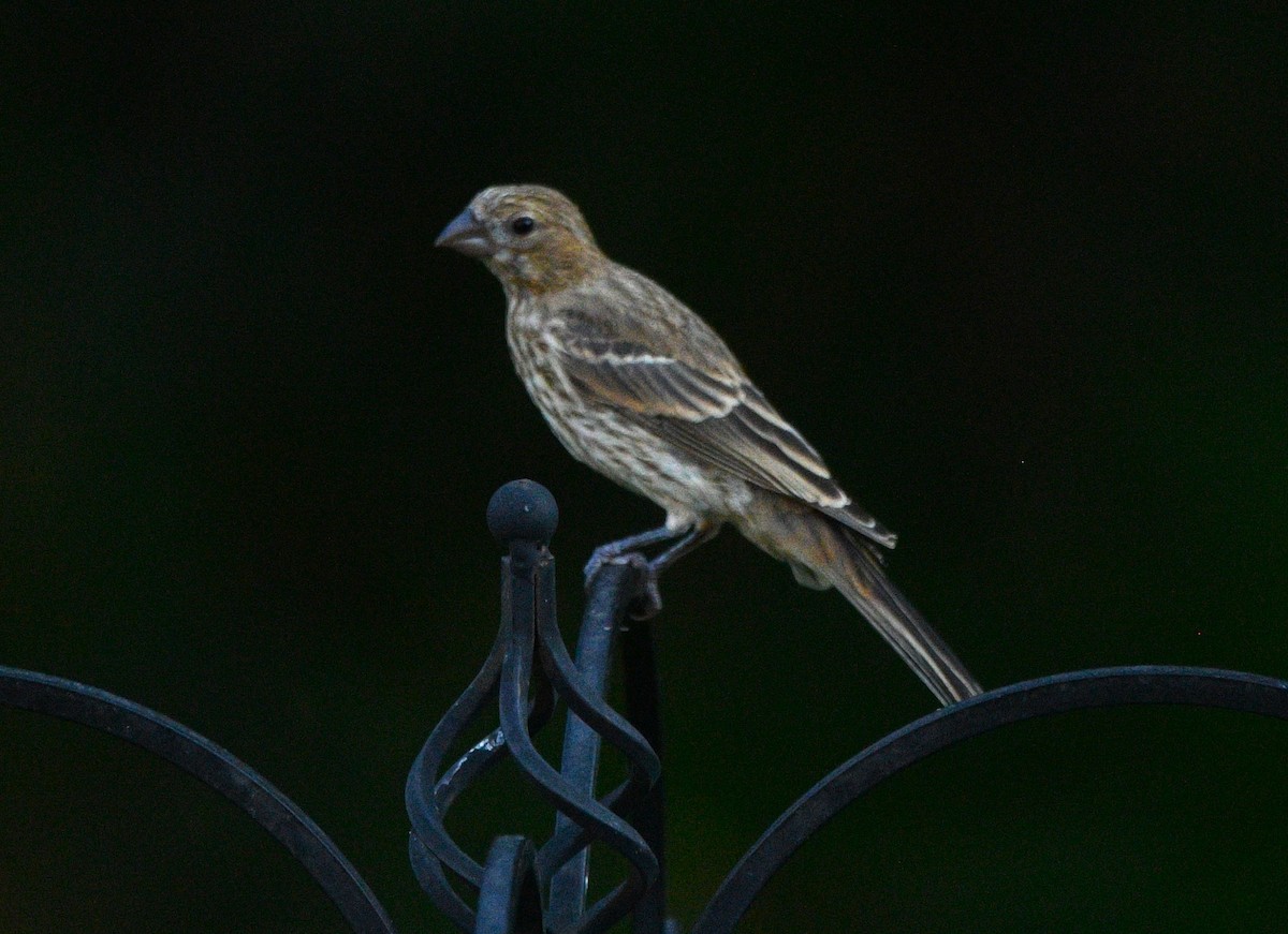 House Finch - ML638385239