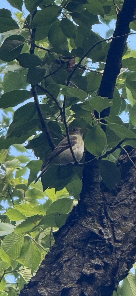 Acadian Flycatcher - ML638385242