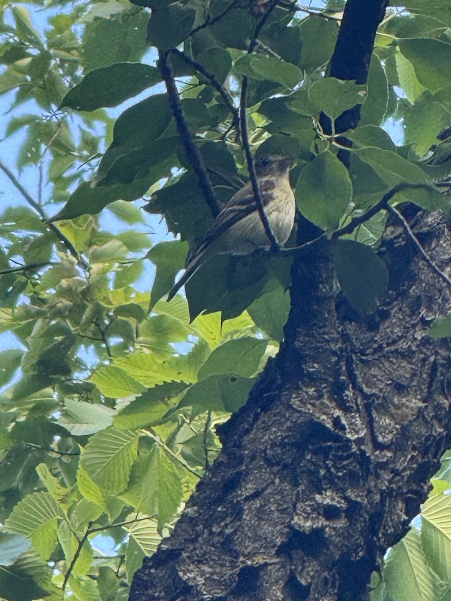 Acadian Flycatcher - ML638385244