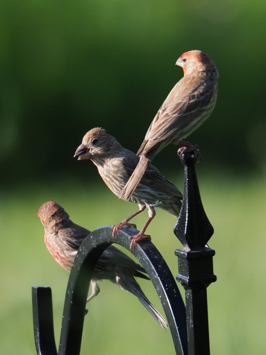 House Finch - ML638385249