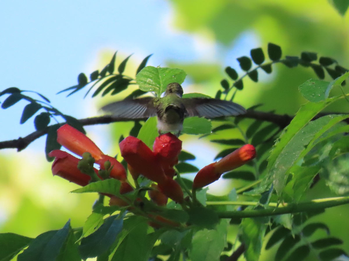 Ruby-throated Hummingbird - ML638385252