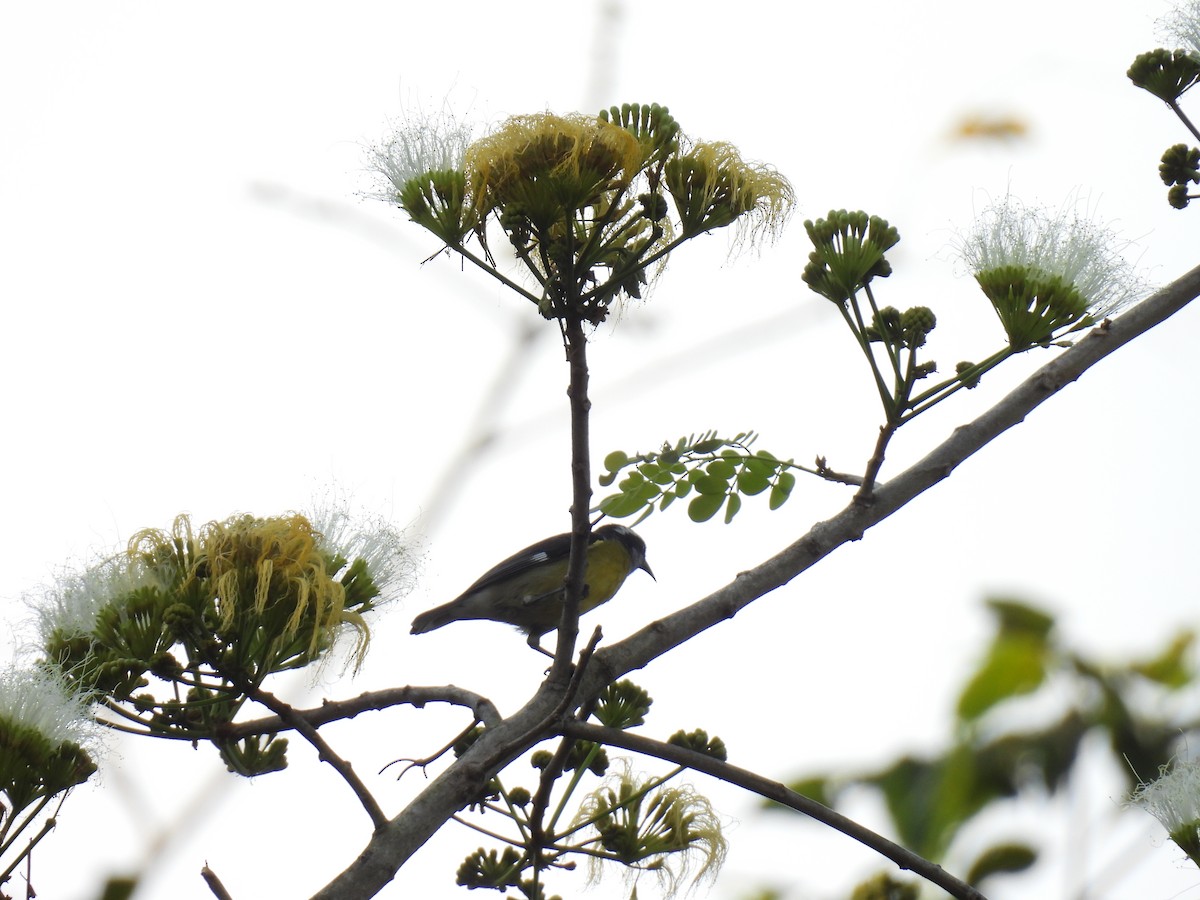 Bananaquit - ML638385254