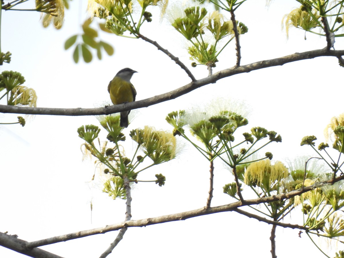 Bananaquit - ML638385255