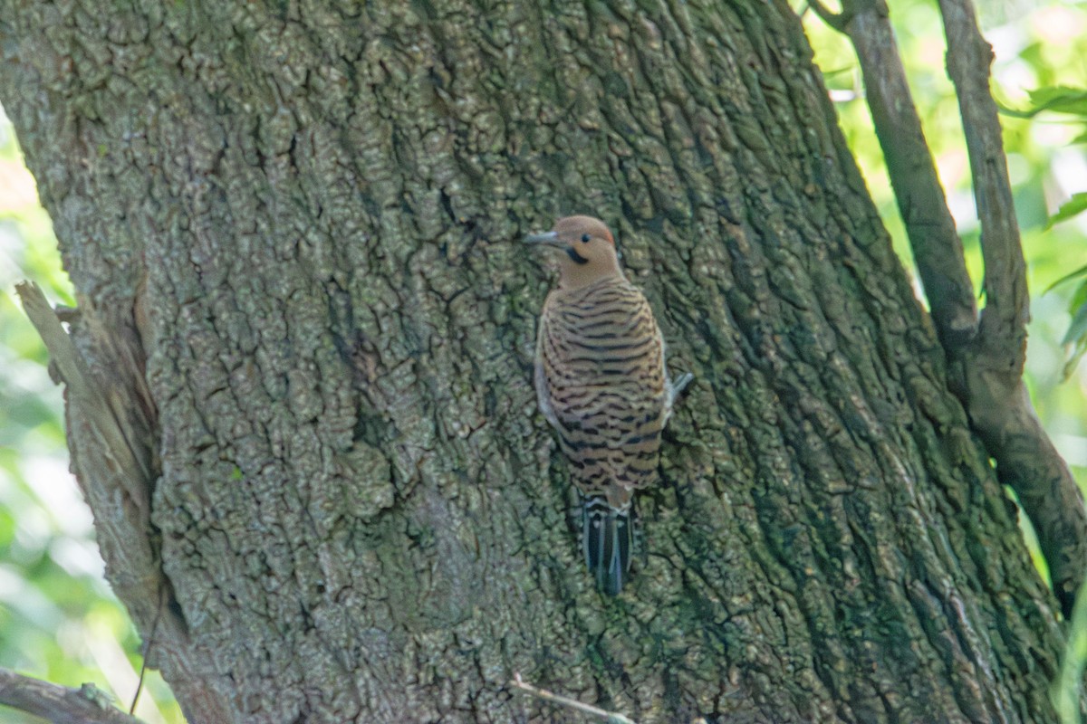 Northern Flicker - ML638385256