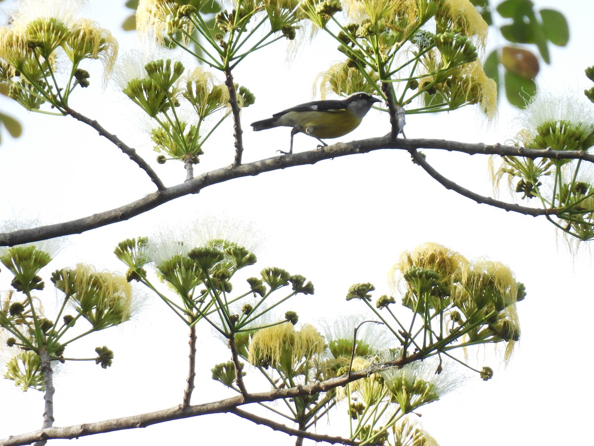 Bananaquit - ML638385257