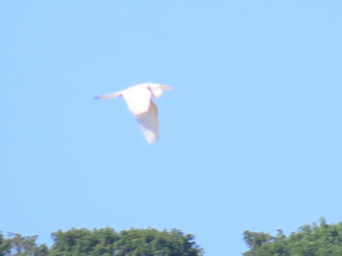 Great Egret - ML638385265
