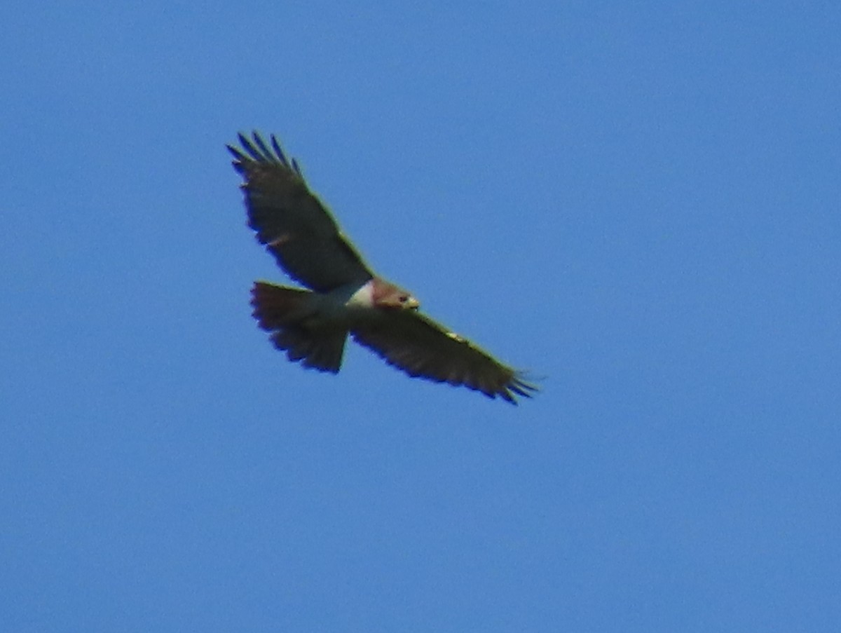 Red-tailed Hawk - ML638385271