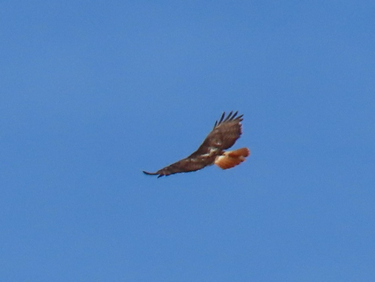 Red-tailed Hawk - ML638385272