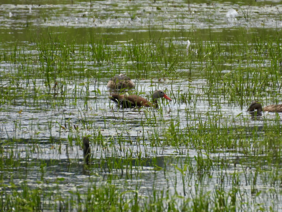 Dendrocygne à ventre noir - ML638385280