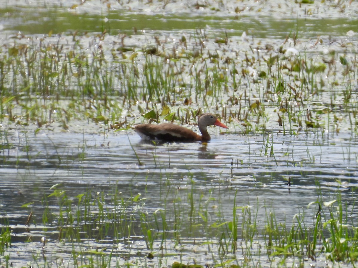Dendrocygne à ventre noir - ML638385282
