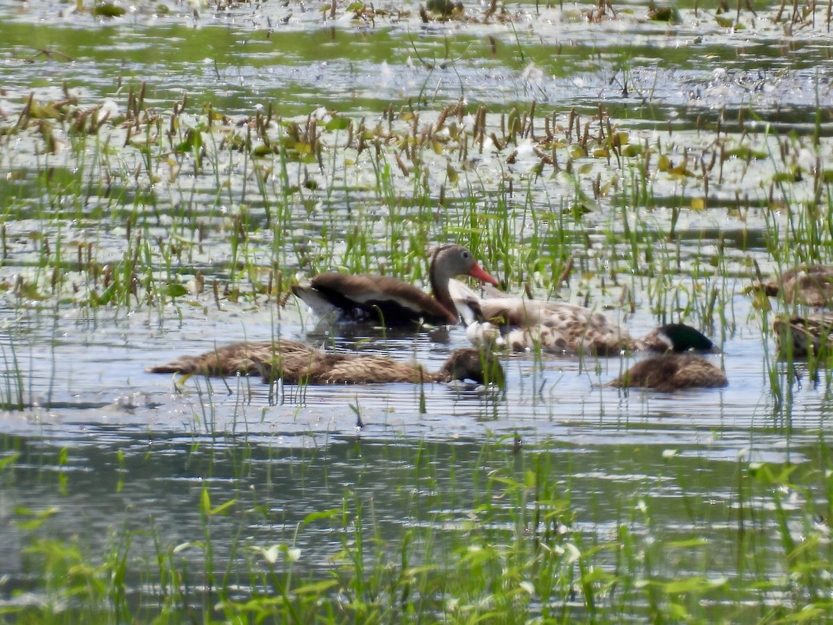 Dendrocygne à ventre noir - ML638385283