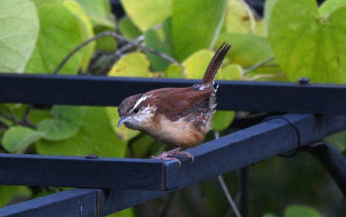 Carolina Wren - ML638385285