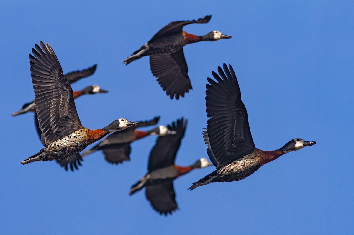 Dendrocygne veuf - ML638385295