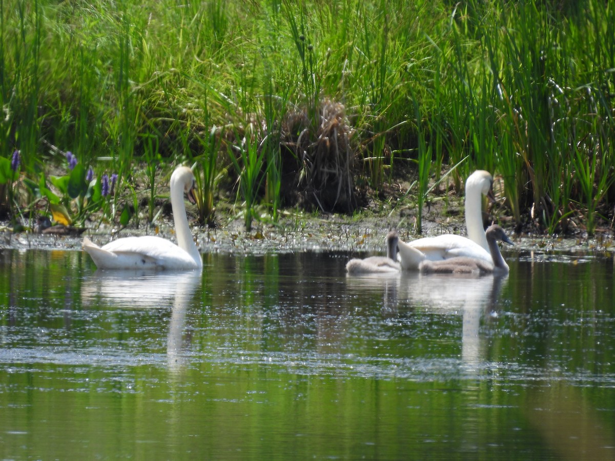 Cygne tuberculé - ML638385305