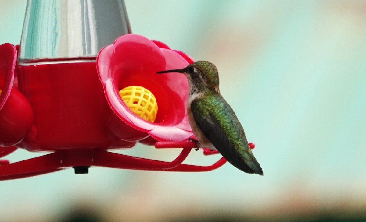 Colibri roux - ML638385307