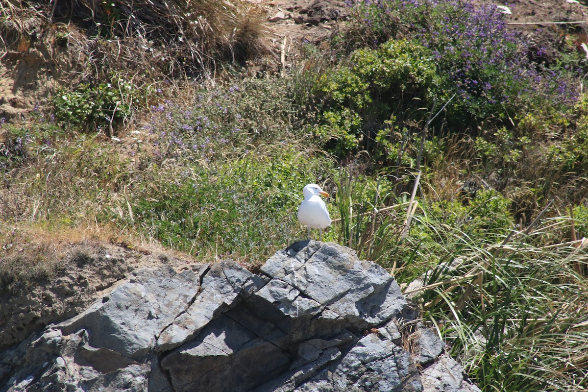 Goéland d'Audubon - ML638385309