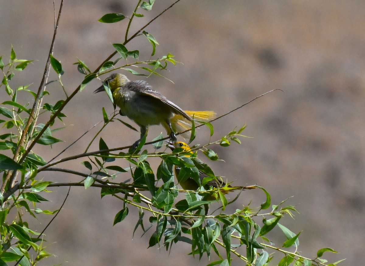 Oriole de Bullock - ML638385318