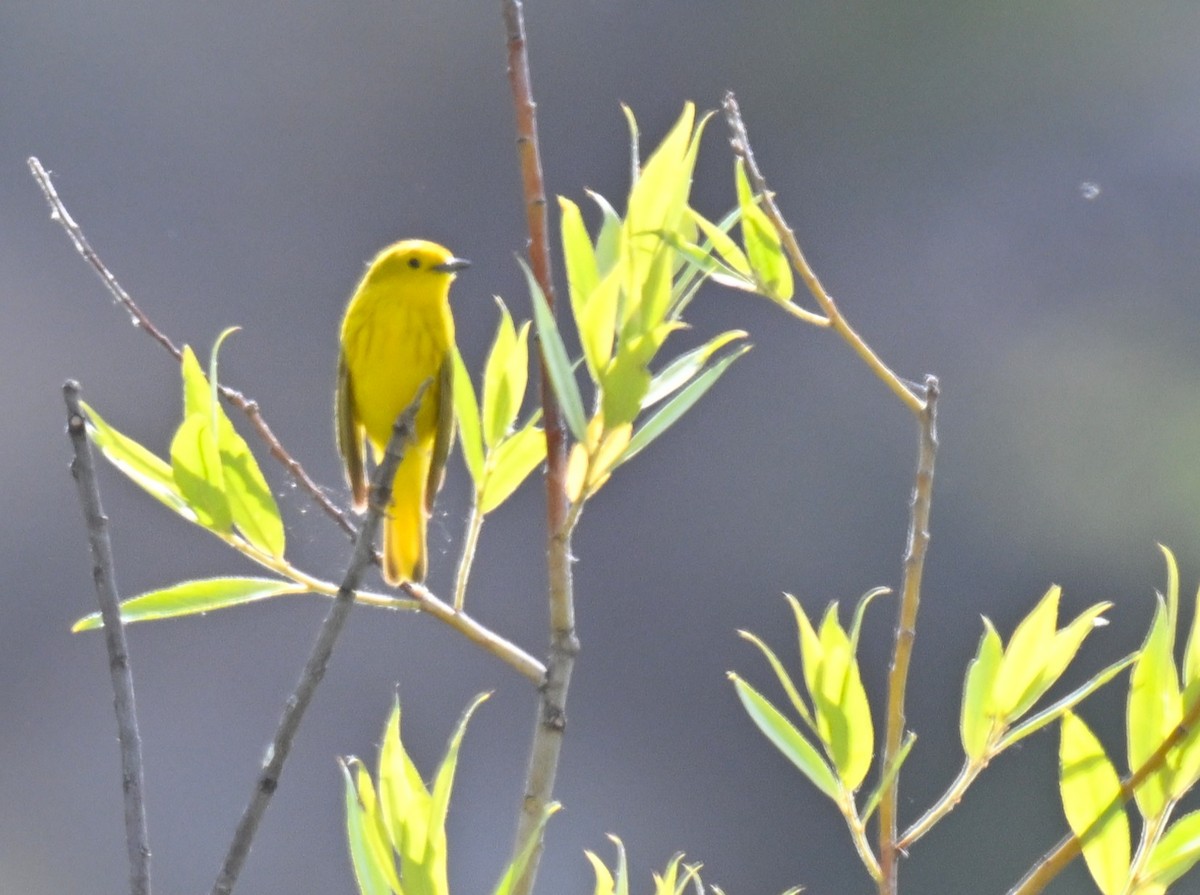 Goldwaldsänger - ML638385323
