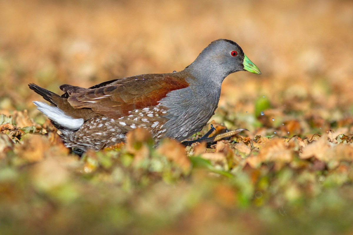Spot-flanked Gallinule - ML638385325