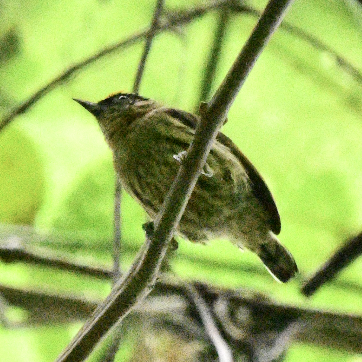 Olivaceous Piculet - ML638385331