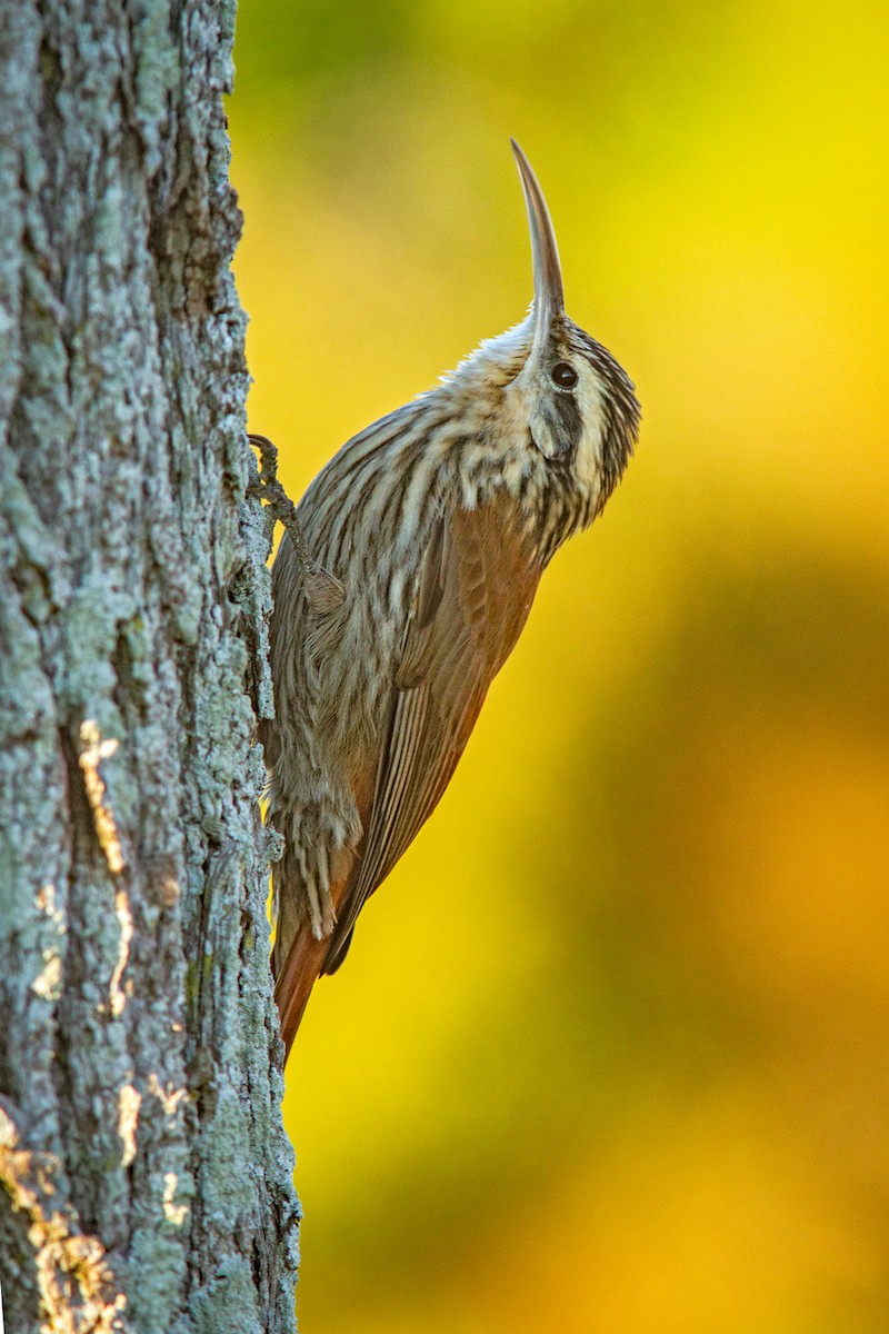 Narrow-billed Woodcreeper - ML638385336