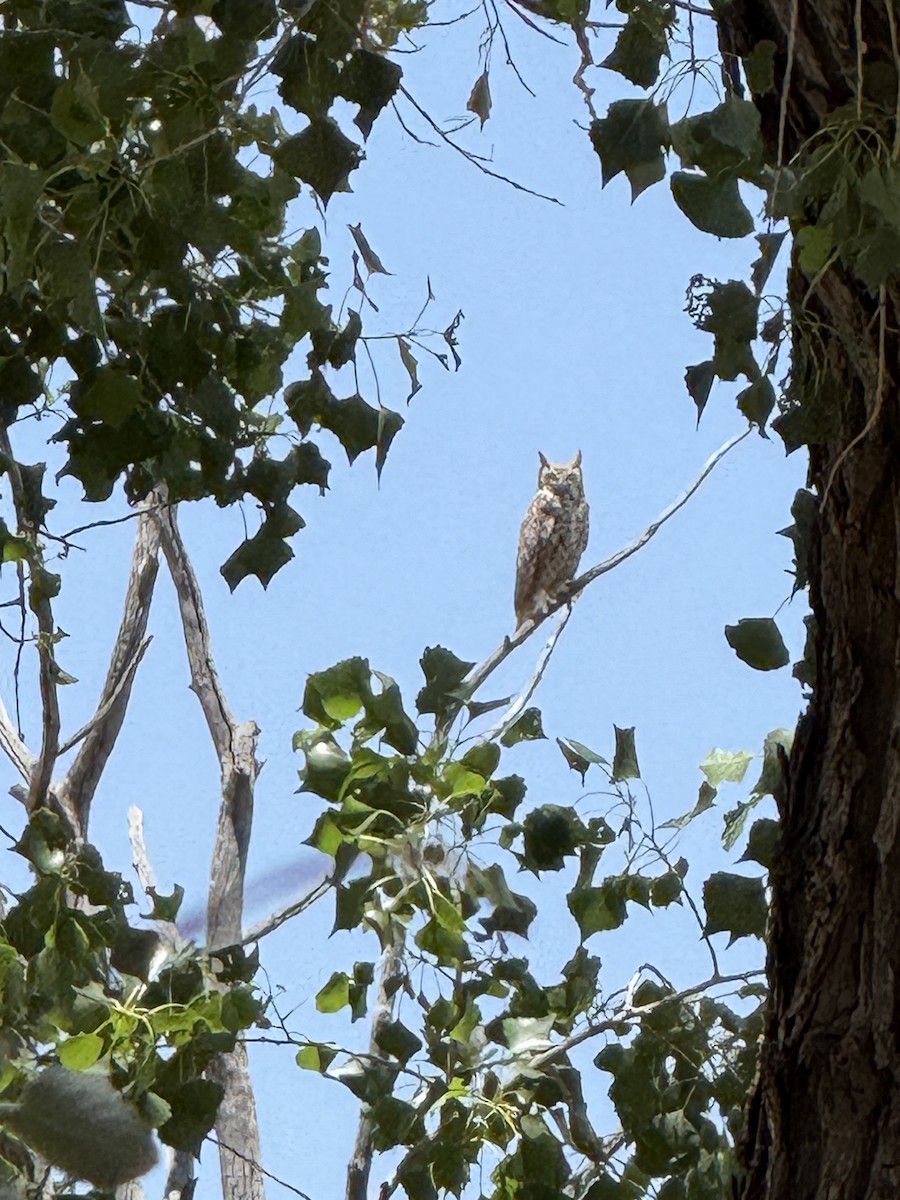 Great Horned Owl - ML638385337