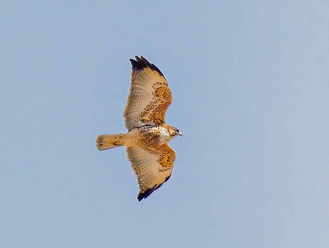Variable Hawk - ML638385338