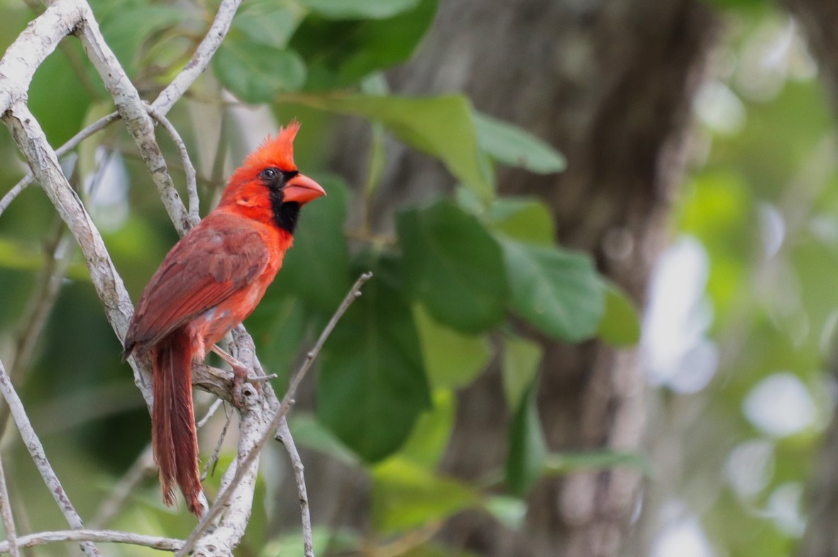 Northern Cardinal - ML638385339