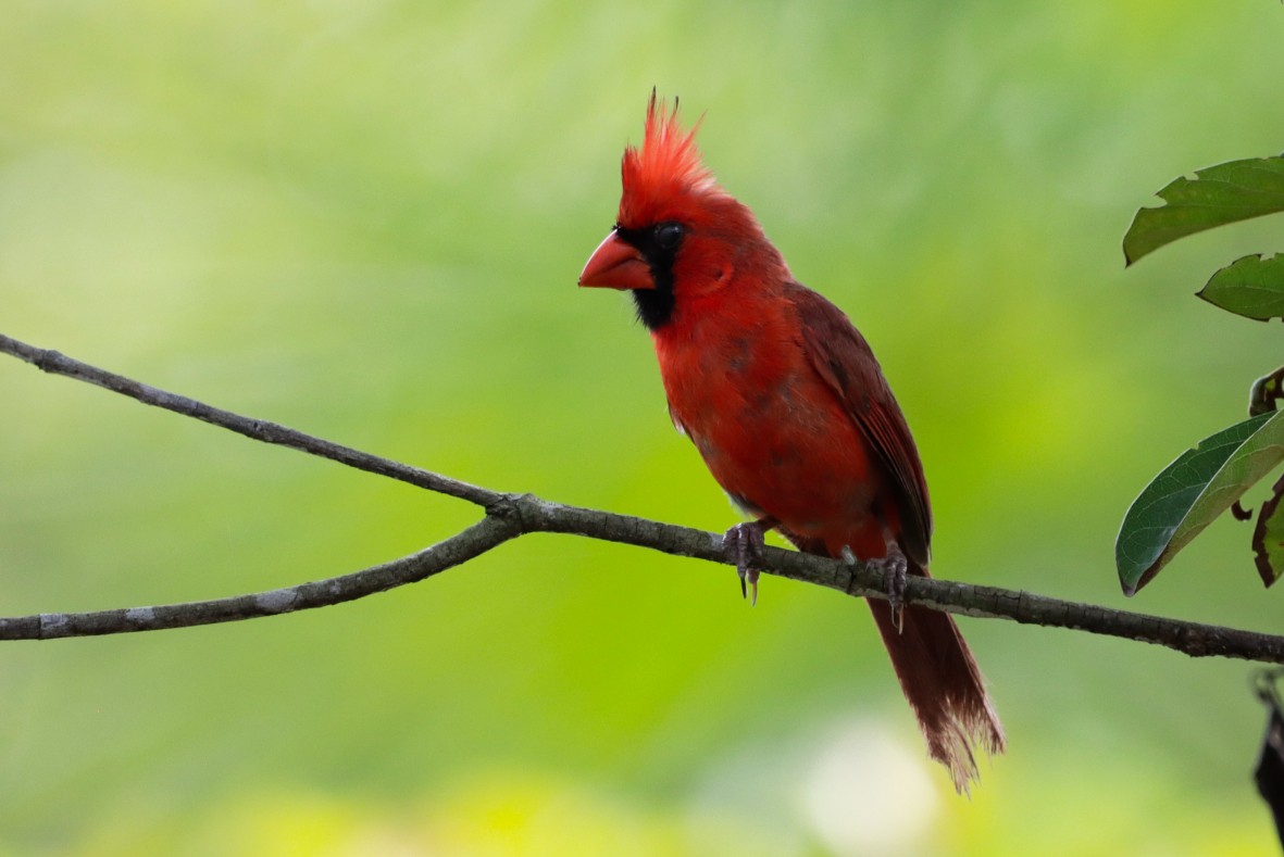 Northern Cardinal - ML638385340