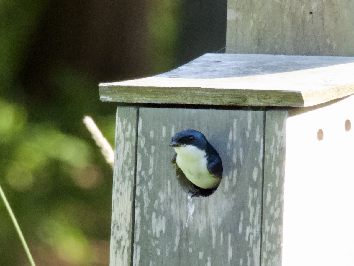 Tree Swallow - ML638385341