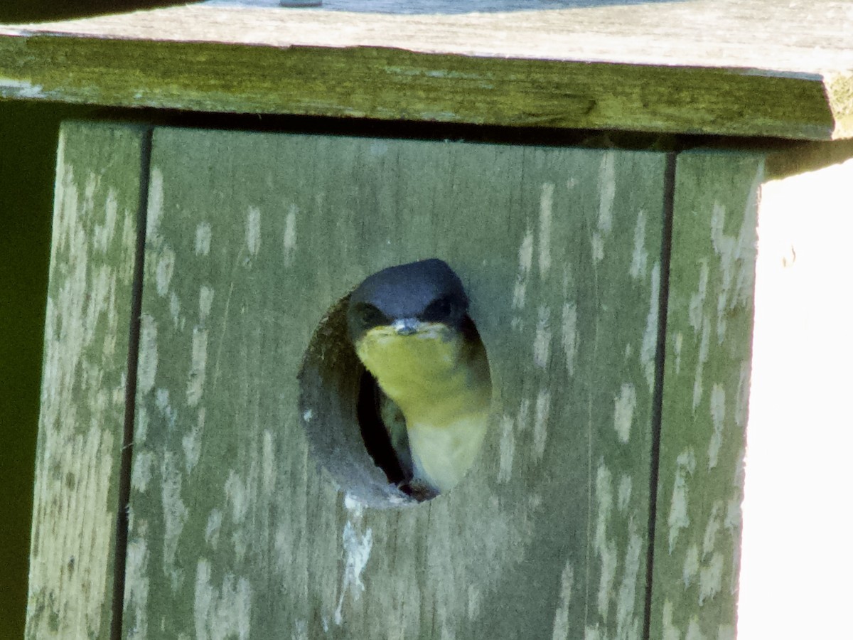 Tree Swallow - ML638385342