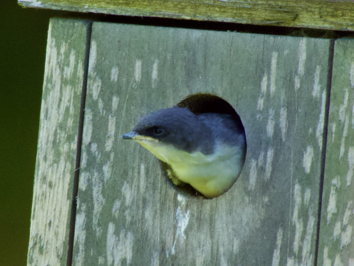 Tree Swallow - ML638385344