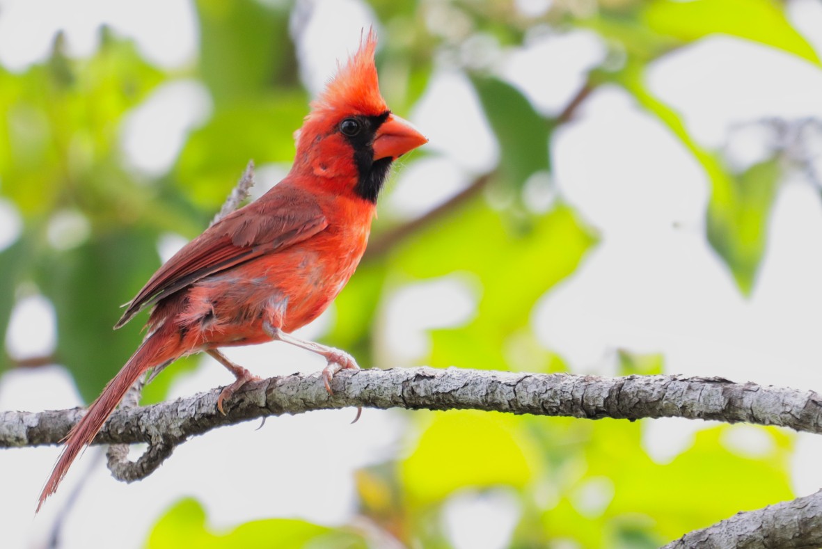 Northern Cardinal - ML638385345